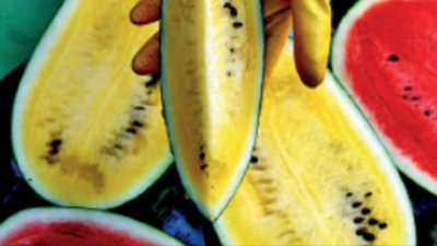 Kolkata: Red or yellow? You have a choice if it’s watermelon