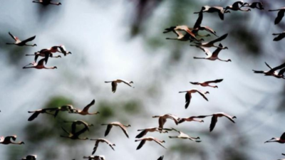Navi Mumbai lake, abode for scores of flamingos, to be completely