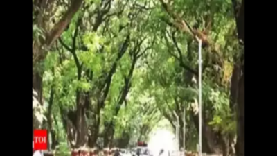 One lakh more trees to enhance Coimbatore’s green cover