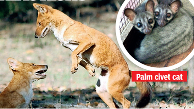 Rajkot's Pradyuman Park zoo gets new reptiles, animals
