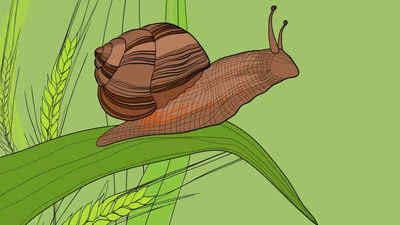 Explained: Why are snails slow?