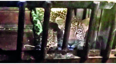 Two leopards rescued in 2 villages of Nashik dist