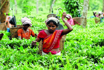 Govt aid now for 419 tea garden schools
