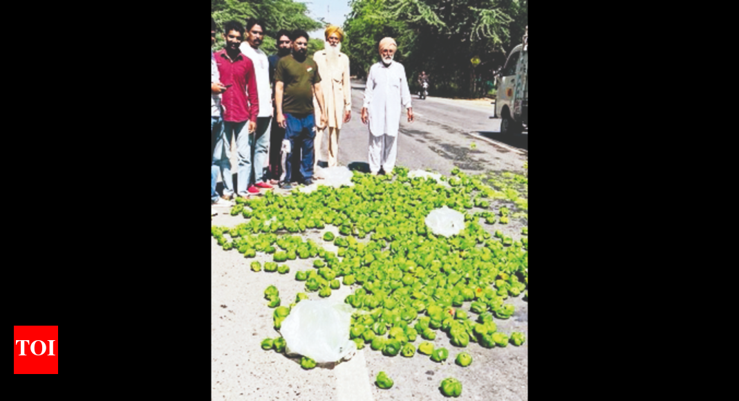 Capsicum Costs 2/kg, Farmers Dump Produce Chandigarh News Times of India