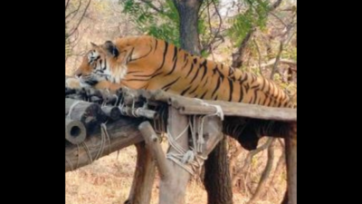 Fewer prey, should tigers be moved to Navegaon-Nagzira Tiger Reserve?