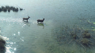 UP govt focuses on swamp deer & Sarus conservation in Hastinapur