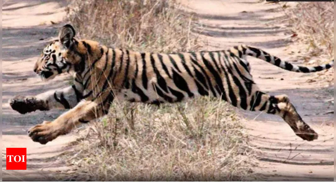 What does a tiger have to say about carbon credits? Recording of