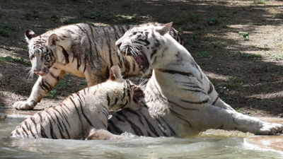 Babies' day out: White tiger cubs Avani & Vyom released for public viewing at Delhi zoo