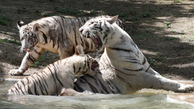 Cubs vs. Tigers