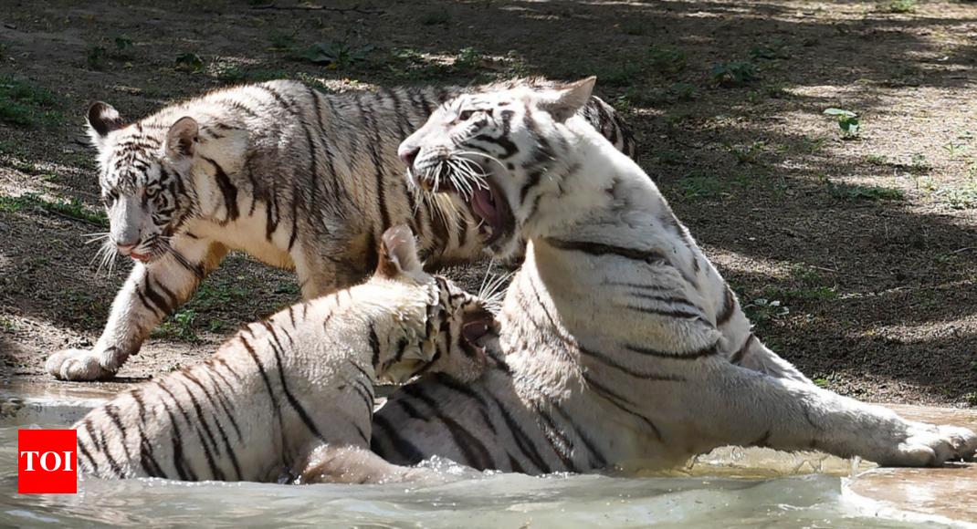 Public may get peek at white tiger cubs