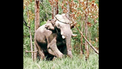 Jumbos attack house, cry for night patrol gets louder in Idukki