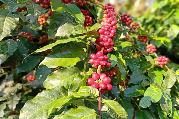 Coffee plantations