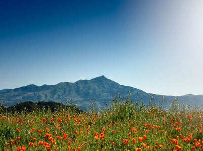 Super bloom! Best places to see one