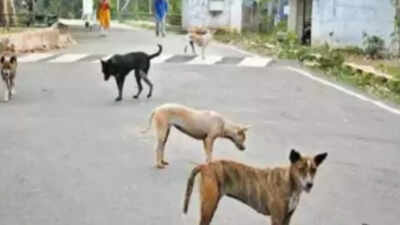 Stray dog kills 18-month-old girl in Srikakulam