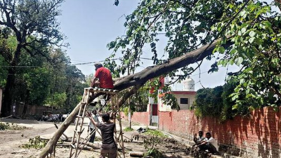 Rainstorm uproots trees, damages streetlights in Dehradun