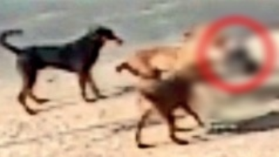 Stray dogs snatch infant from cradle in Ahmedabad