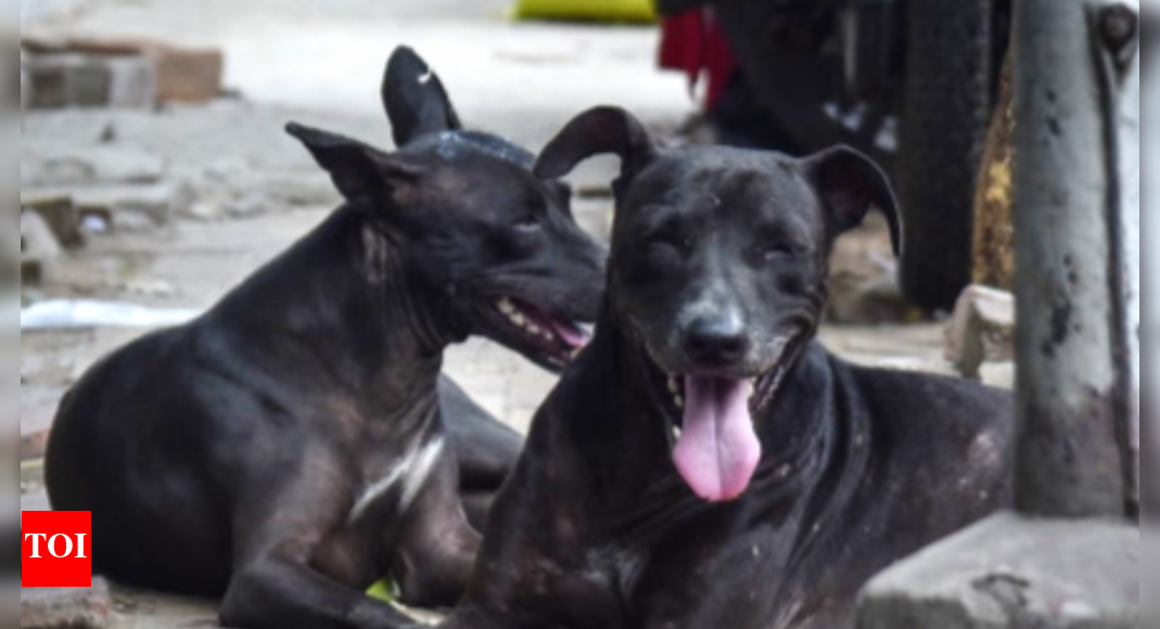 20 stray dogs attack 9-year-old in Karnataka's Kolar | Bengaluru News ...