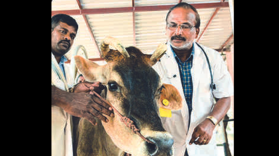 50 kg plastic waste removed from cow's stomach in Madurai
