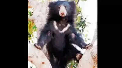 Rajasthan: Sariska Tiger Reserve now gets a male sloth bear
