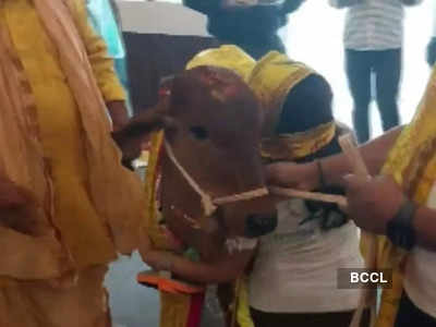 Cow 'inaugurates' first organic restaurant in Lucknow, video goes viral