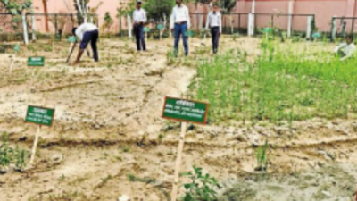 Nutri gardens in Bihar govt schools to make midday meal healthy