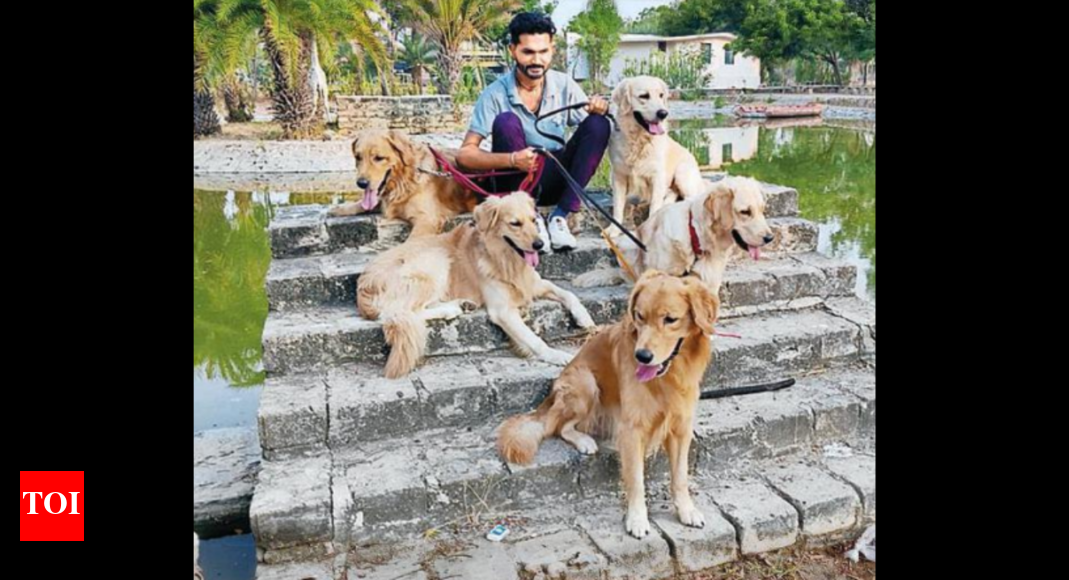 Pawrents get worryfree vacations thanks to pet hostels in Ahmedabad Ahmedabad News Times