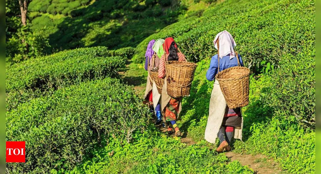 Assam Tea Planters Red Flag Toxic Insecticide India News Times Of India 3529