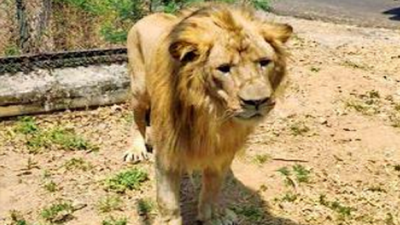 Chennai zoo gets male lion, gives tiger