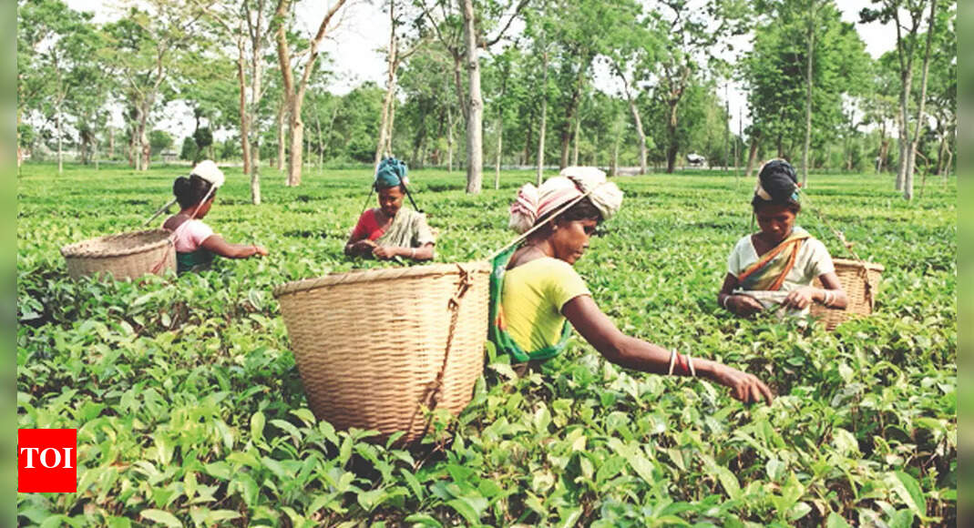 Planters Wary Of Pesticide Use To Thwart Tea Mosquito Bugs Guwahati