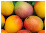 15 unique varieties of mangoes grown in India