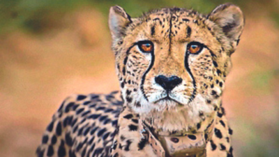 South African cheetah translocated to Kuno National Park dies