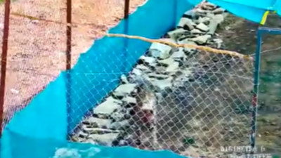 After Sasha, Cheetah 'Uday' dies due to mysterious ailment inside Kuno