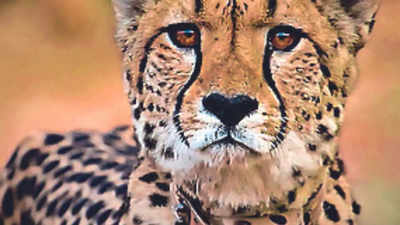 South African cheetah dies, 2nd loss in Kuno National Park in a month