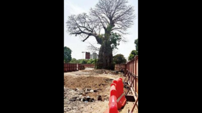 Of 2,096, GMRC axe to spare baobab tree