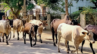 Trio Held With Cattle Headed To Abattoir | Mumbai News - Times of India