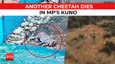 CCTV: Cheetah 'Uday' dies due to mysterious ailment in MP's Kuno National Park