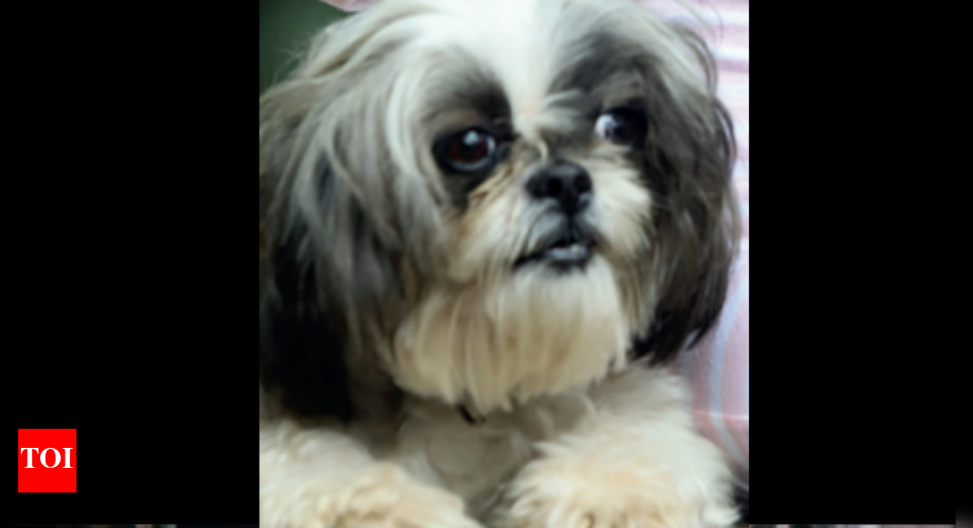 Kochi Hospitals Receive Cases Of Heatstroke In Pet Animals Kochi