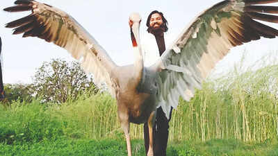 Sarus female, Kanpur zoo staff cranes neck for its mate