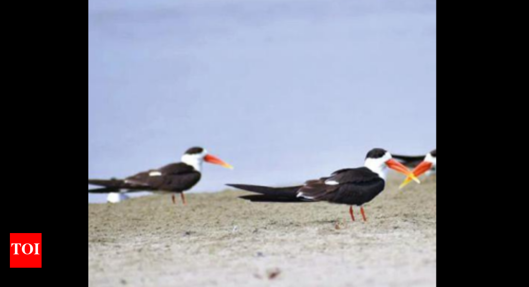 Large nesting site of Indian skimmer discovered in Prayagraj's Palpur