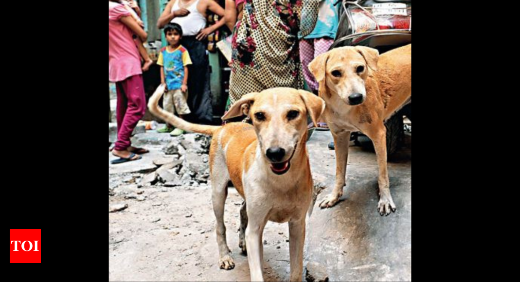 Dogs’ tale: How MCD is looking yo rein in strays | Delhi News - Times ...