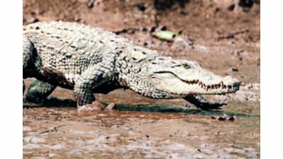Maha Pench to conduct first croc, turtle habitat survey