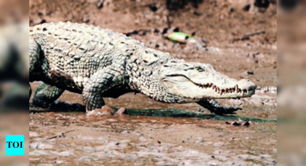 Pench: Maha Pench To Conduct First Croc, Turtle Habitat Survey | Nagpur ...