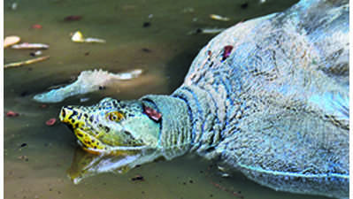 Maha Pench to conduct first croc, turtle habitat survey