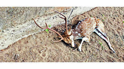 Full-grown deer found dead in Dumas