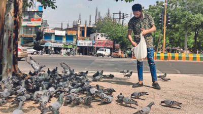 A few good men: They feed birds & strays in the summer heat