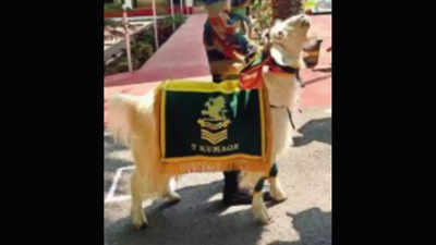 No kidding! This mountain goat is a havildar in the army