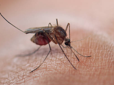 Beware of Acute Kidney Diseases if you were infected with Malaria