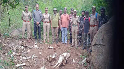 Skeletal remains of elephant found in forest near Coimbatore