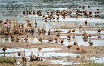 Global nature challenge for cities to be annual event in Goa