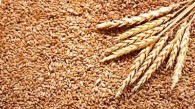 Wheat procurement up by 25%, may surpass last year's figure by weekend